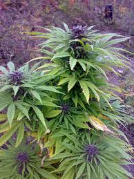 purple strain sweet purple marijuana paradise seeds feminized